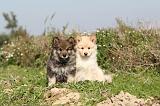 CHIEN FINNOIS DE LAPONIE 300